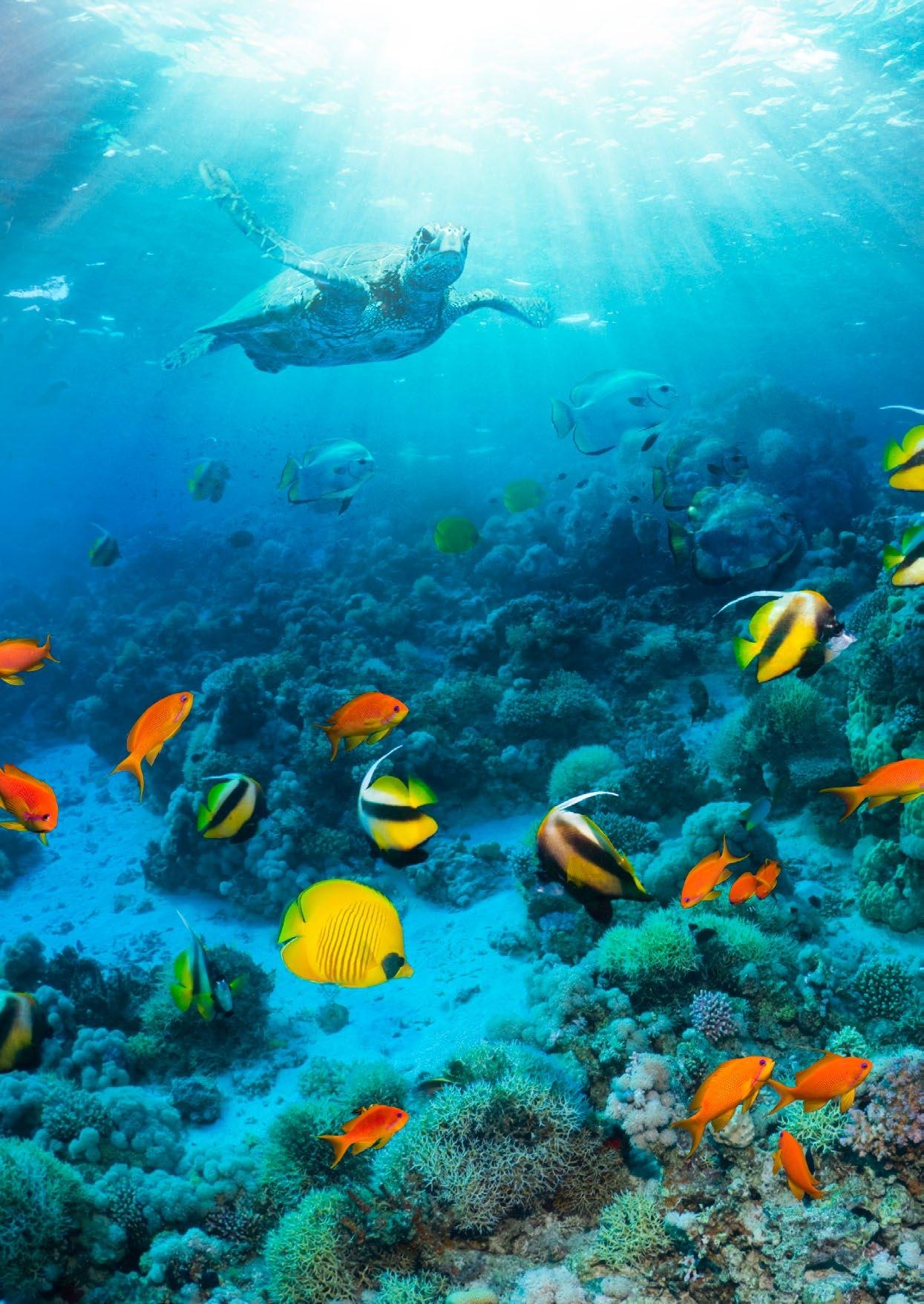 SOBHA Realty'den Deniz Kenarında Devasa Yaşam Alanı- Sobha Siniya Island